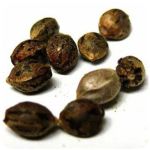 Семена марихуаны АК-47  (Seeds AK-47) в Свирске